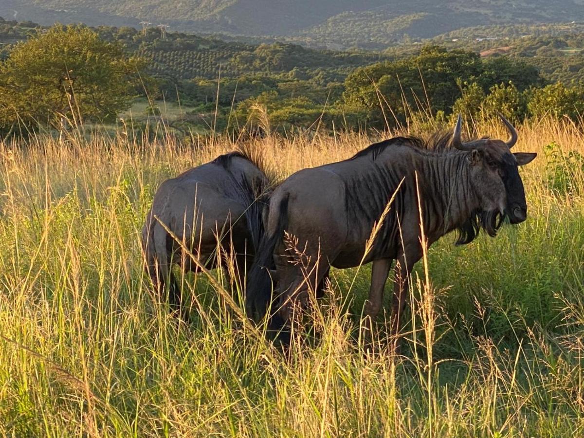 Ndhula Luxury Tented Lodge ไวท์ริเวอร์ ภายนอก รูปภาพ