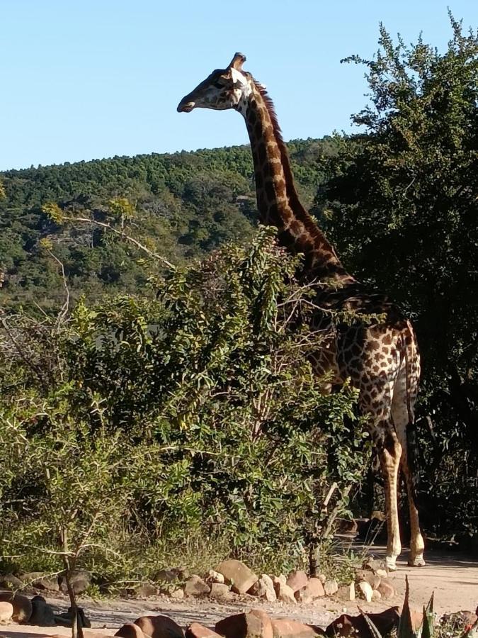 Ndhula Luxury Tented Lodge ไวท์ริเวอร์ ภายนอก รูปภาพ
