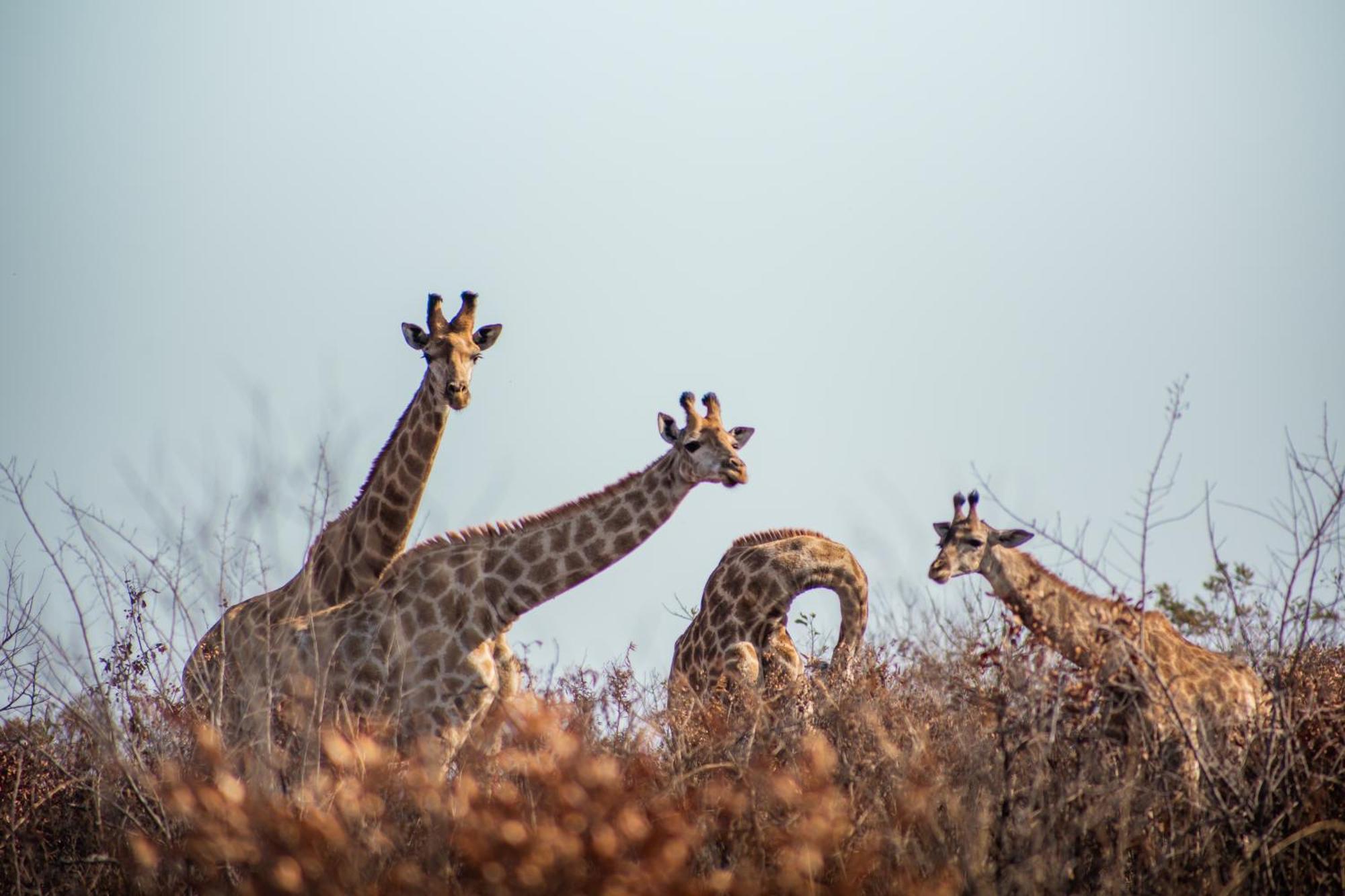 Ndhula Luxury Tented Lodge ไวท์ริเวอร์ ภายนอก รูปภาพ