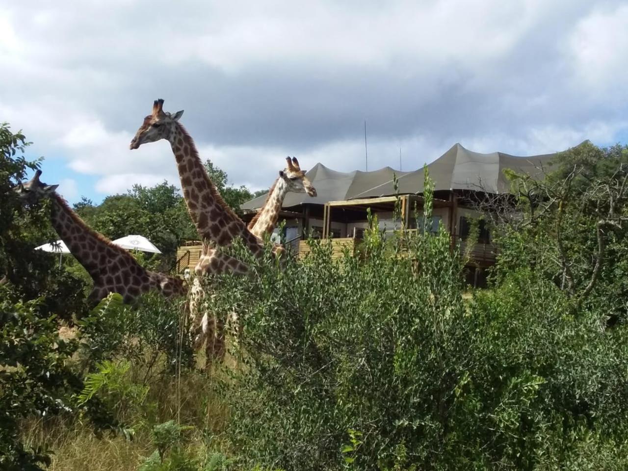Ndhula Luxury Tented Lodge ไวท์ริเวอร์ ภายนอก รูปภาพ