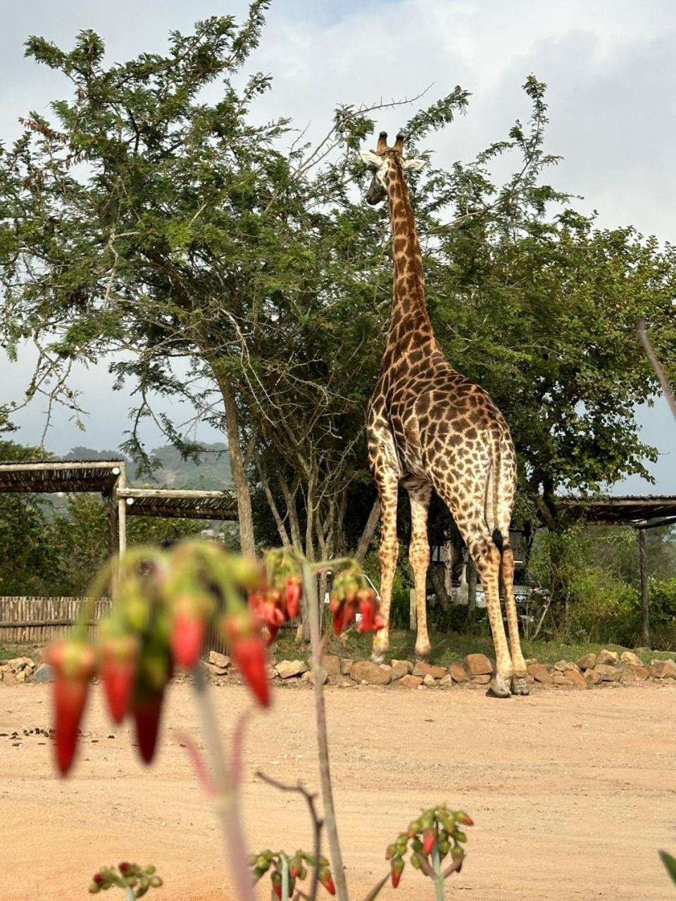 Ndhula Luxury Tented Lodge ไวท์ริเวอร์ ภายนอก รูปภาพ